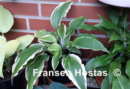 Hosta Louie Louie